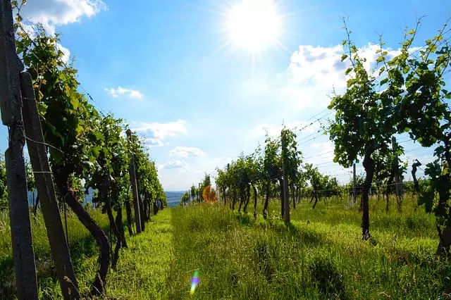 Krajina, vinohrady